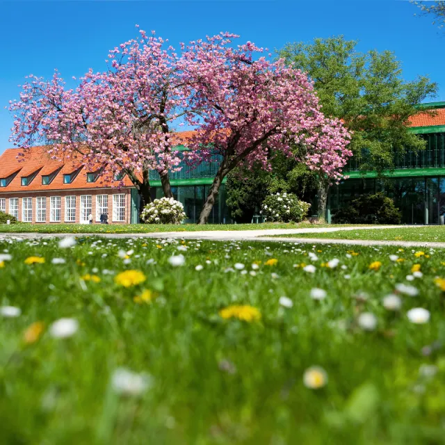 Talent & Scholarships